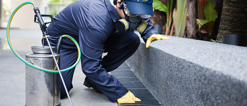 Pest Control Services